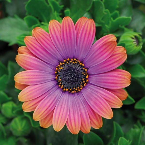 Zion Osteospermum Amethyst Copper