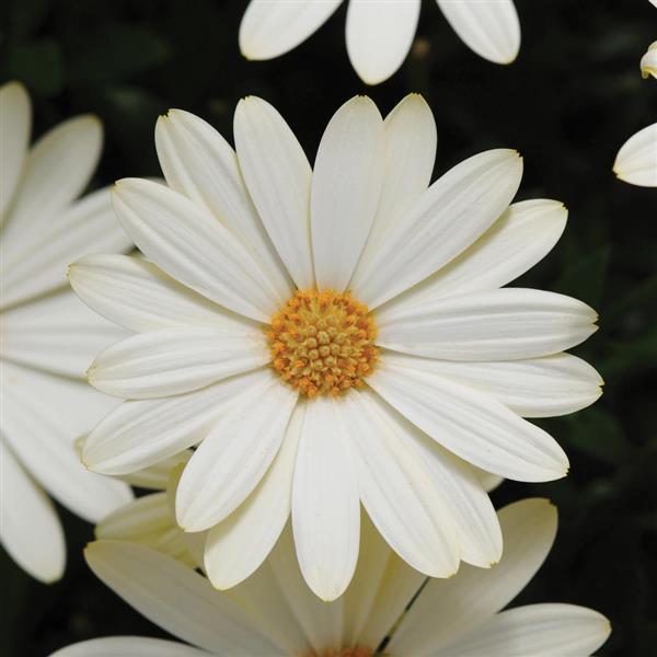 Voltage Osteospermum White