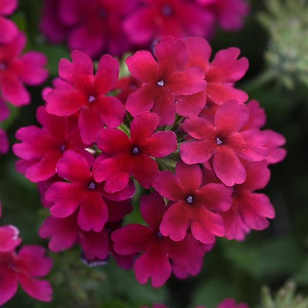 Lascar Verbena Burgundy