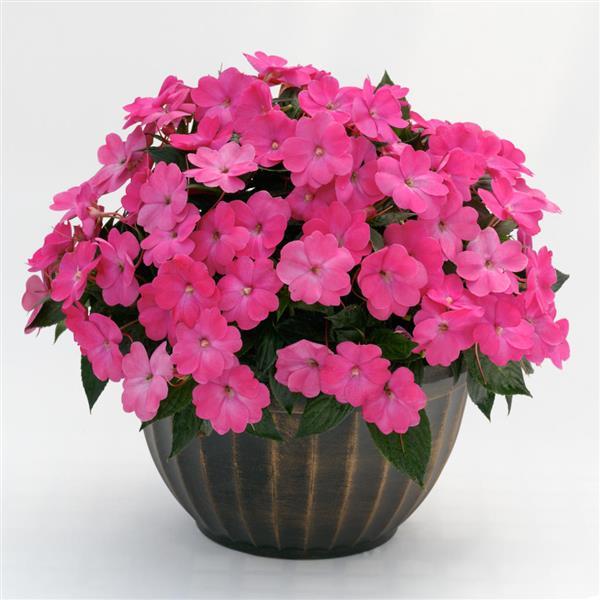 SunPatiens Compact Impatiens Hot Pink