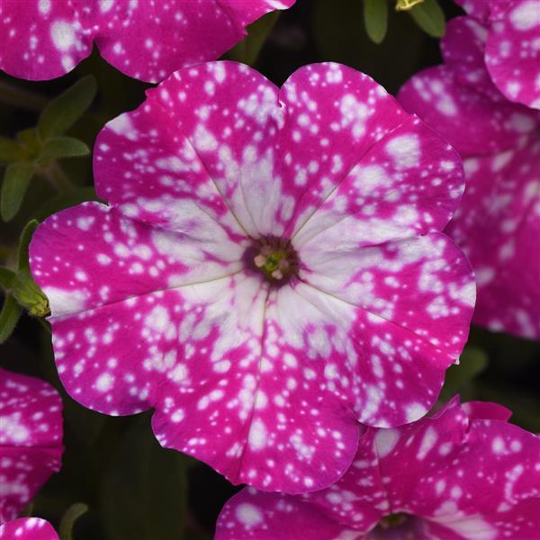 Headliner Petunia Pink Sky