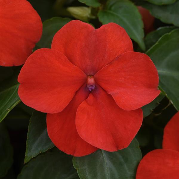 Beacon Impatiens Bright Red