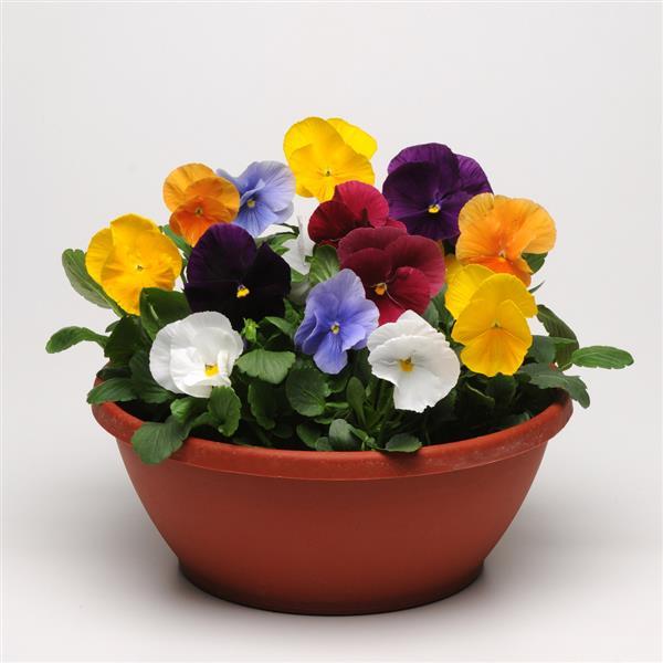 Matrix Mix Pansy