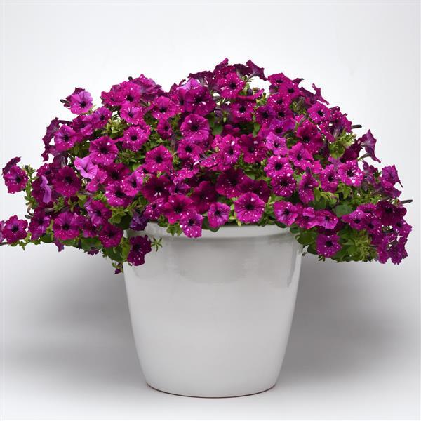 Headliner Petunia Electric Purple Sky