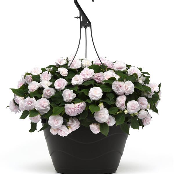 Glimmer Double Impatiens White