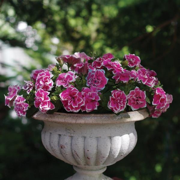 Jewel Petunia Pink Diamond