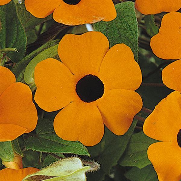 Sunny Orange Wonder Thunbergia
