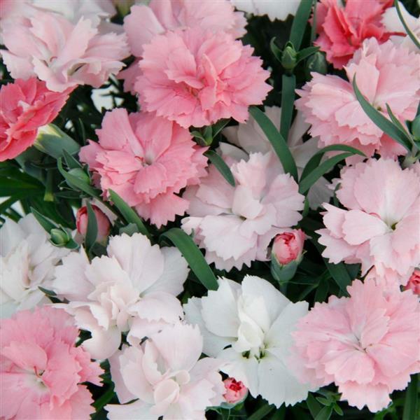Everlast Pink to White Dianthus