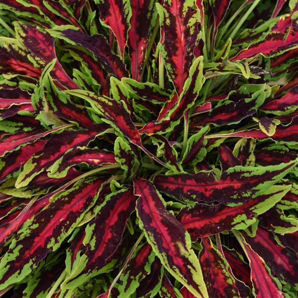 Microblaze Spitfire Coleus