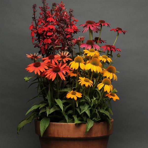 Cheyenne Spirit Echinacea