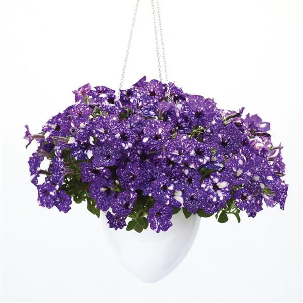 Headliner Petunia Night Sky