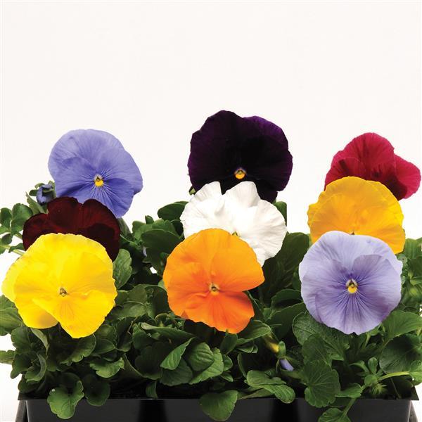 Matrix Mix Pansy