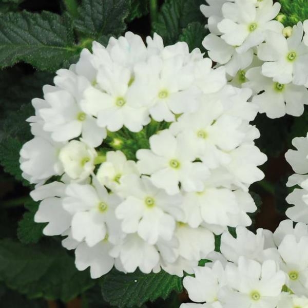 Lascar Verbena Red Rose