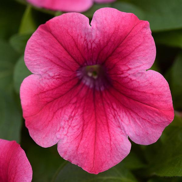 Headliner Petunia Lipstick