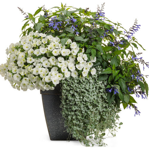 Supertunia Petunia Vista Snowdrift (Proven Winners)