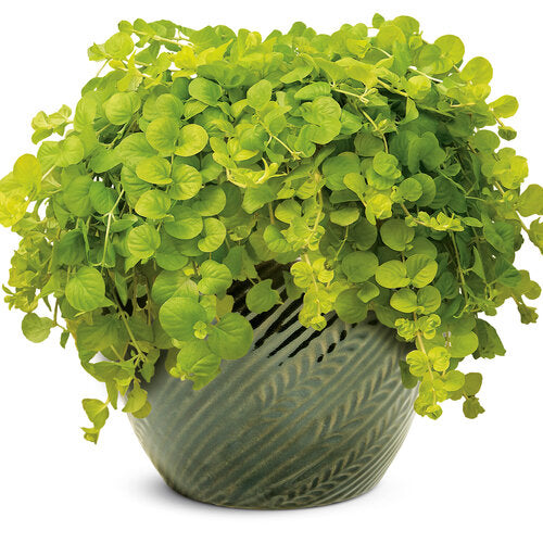 Goldilocks Lysimachia