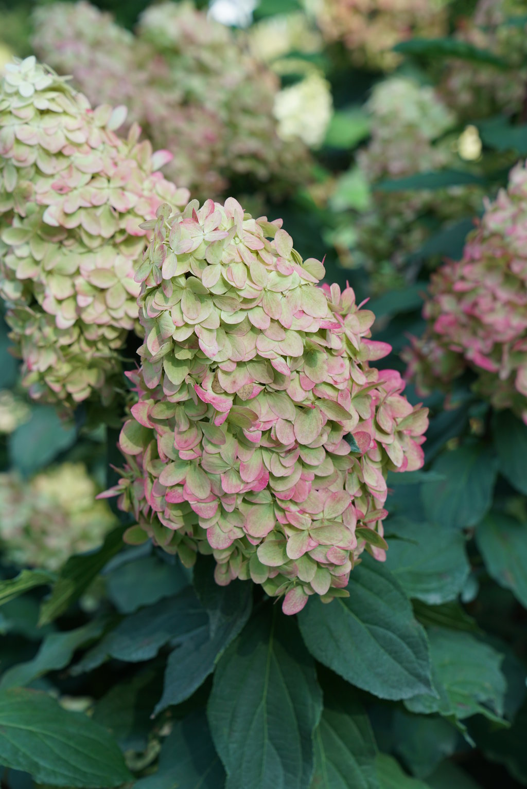 Limelight Prime Hydrangea
