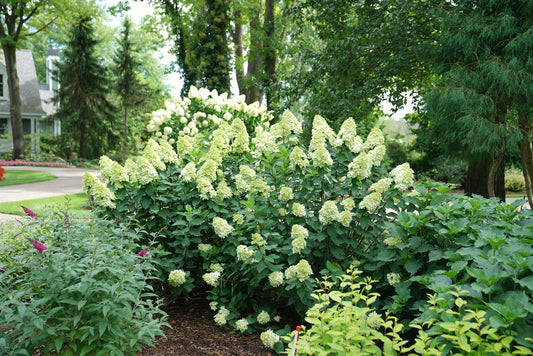Limelight Prime Hydrangea