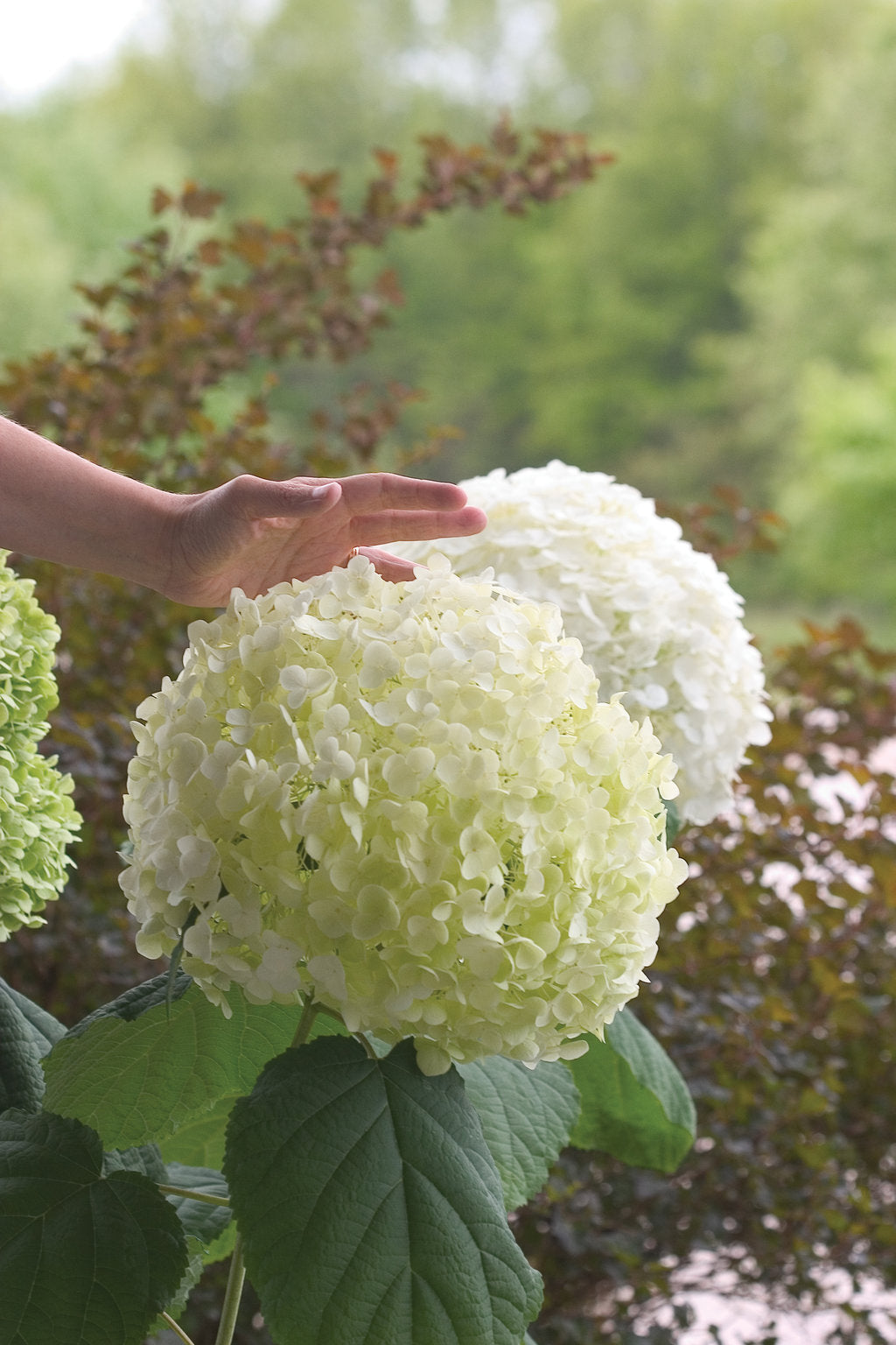 Incrediball Hydrangea