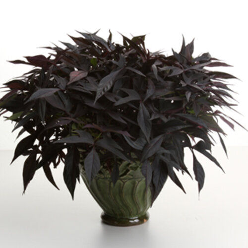 Illusion Midnight Lace Sweet Potato Vine (Proven Winners)