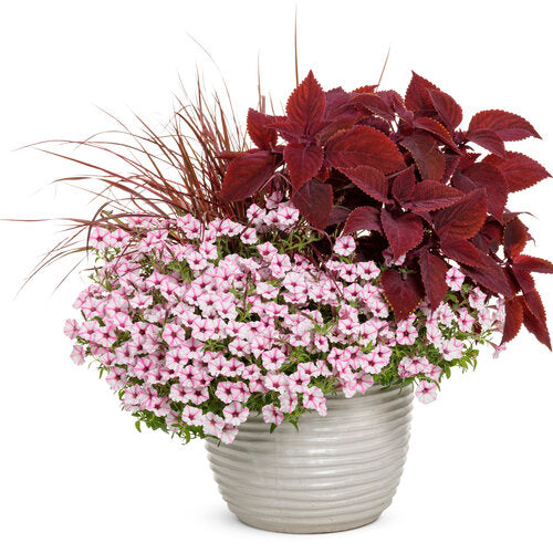 ColorBlaze Rediculous Coleus (Proven Winners)