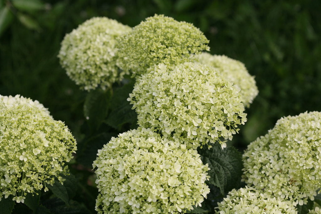 Invincibelle Limetta Hydrangea