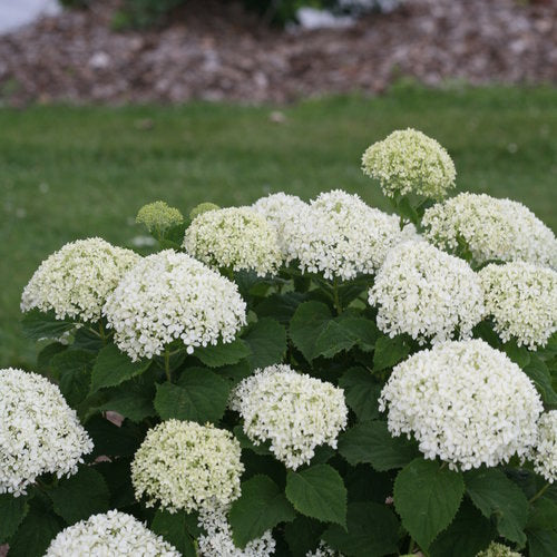 Invincibelle Limetta Hydrangea