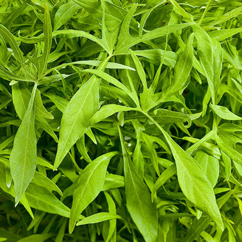 Illusion Emerald Lace Sweet Potato Vine (Proven Winners)