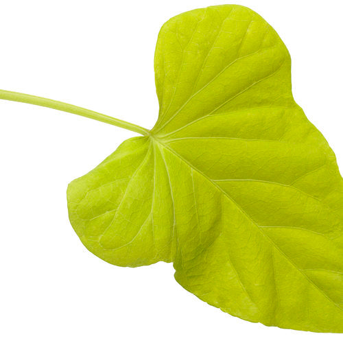 Margarita Sweet Potato Vine (Proven Winners)