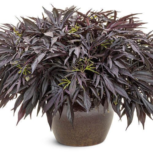 Sweet Caroline Medusa Black Sweet Potato Vine (Proven Winners)