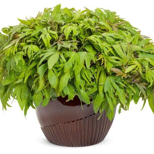 Sweet Caroline Medusa Green Sweet Potato Vine (Proven Winners)