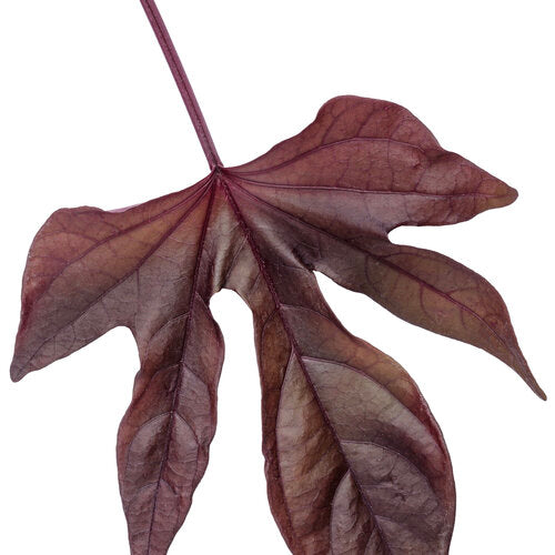 Sweet Caroline Red Hawk Sweet Potato Vine (Proven Winners)