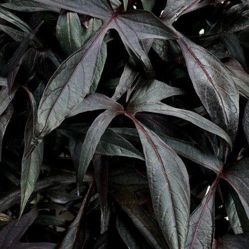 Illusion Midnight Lace Sweet Potato Vine (Proven Winners)