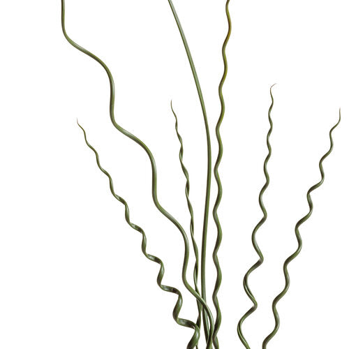Curly Wurly Cockscrew Rush (Proven Winners)
