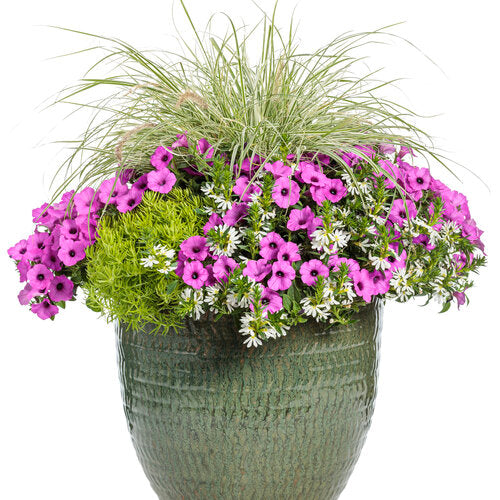 Lemon Coral Sedum (Proven Winners)