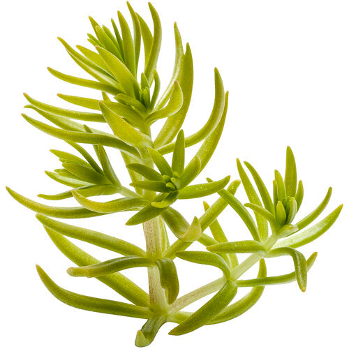 Lemon Coral Sedum (Proven Winners)