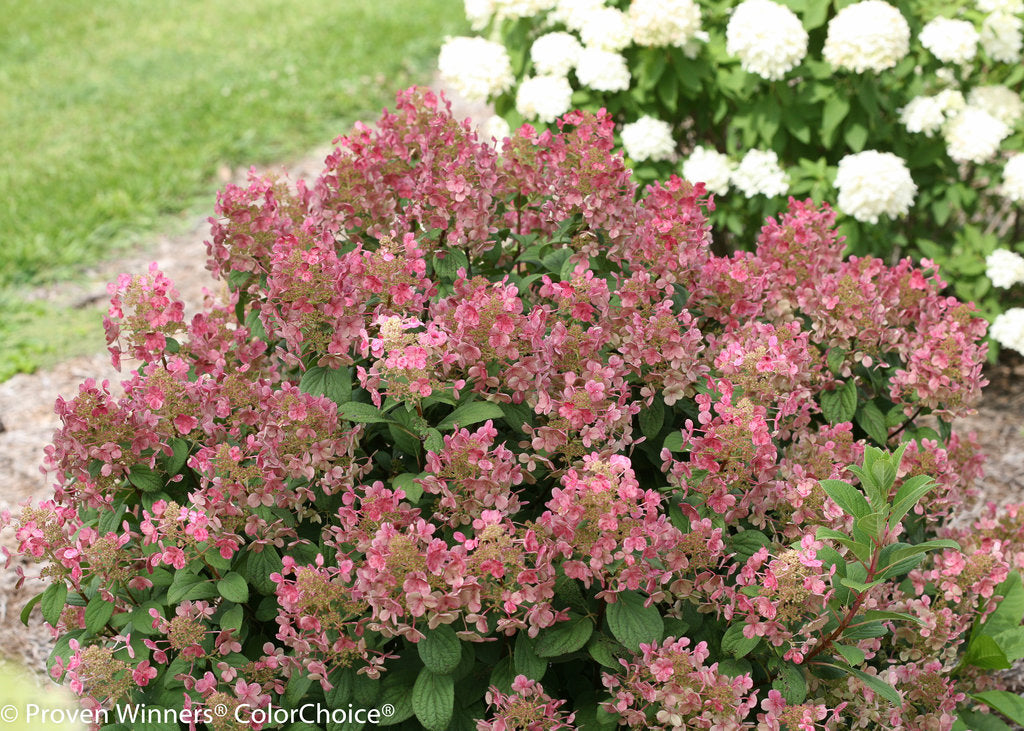 Little Quick Fire Hydrangea (Proven Winners)