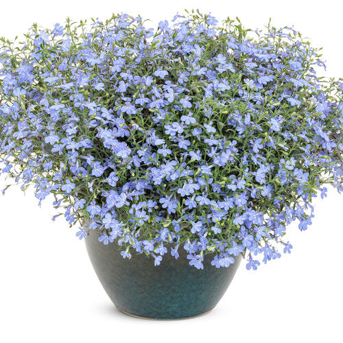 Laguna Sky Blue Lobelia (PW)