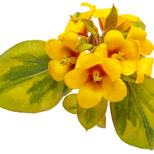 Waikiki Sunset Lysimachia (Proven Winners)