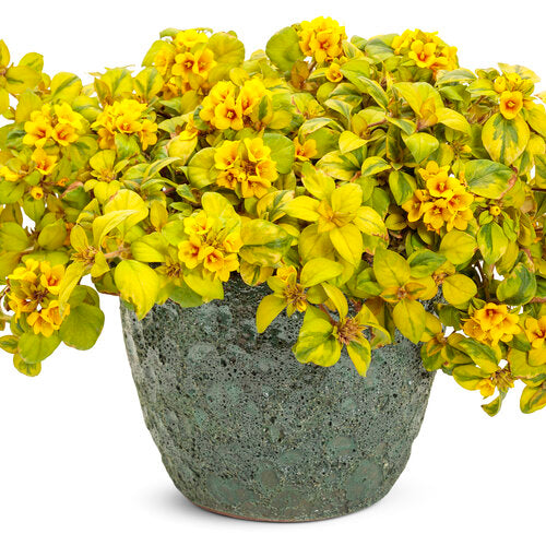 Waikiki Sunset Lysimachia (Proven Winners)