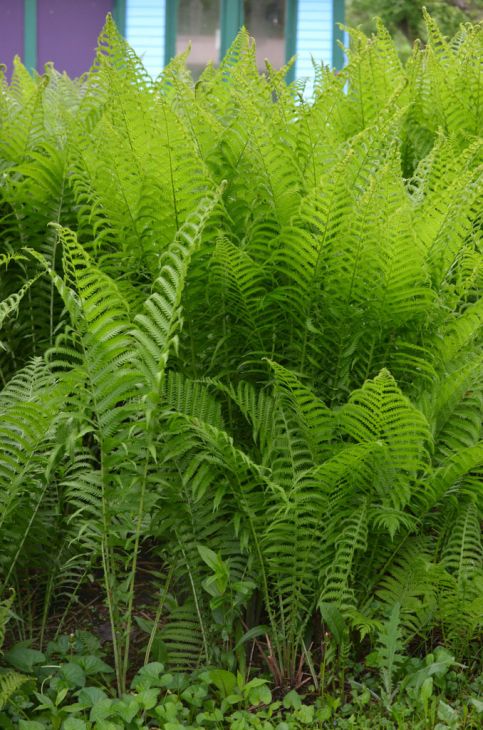 Matteuccia (Ostrich Fern)