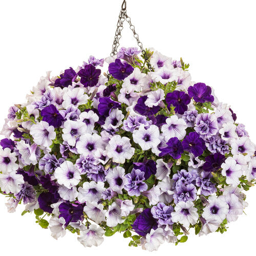 Supertunia Petunia Blue Vein (Proven Winners)
