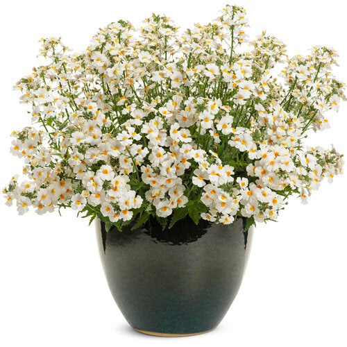 Sunsatia Nemesia Coconut (Proven Winners)
