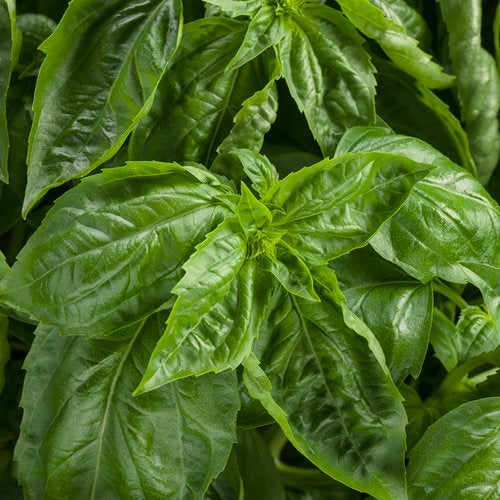 Amazel Basil (Proven Winners)