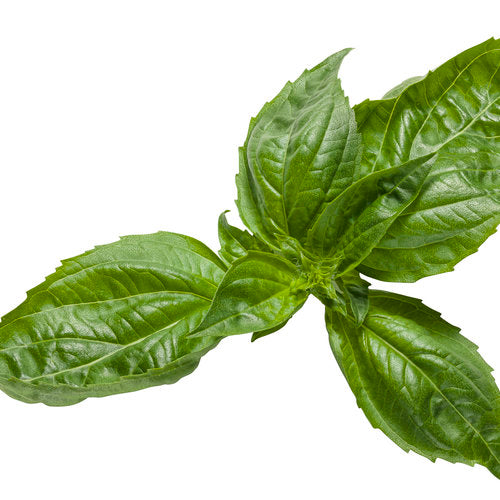 Amazel Basil (Proven Winners)