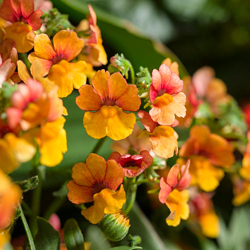 Sunsatia Nemesia Blood Orange (Proven Winners)