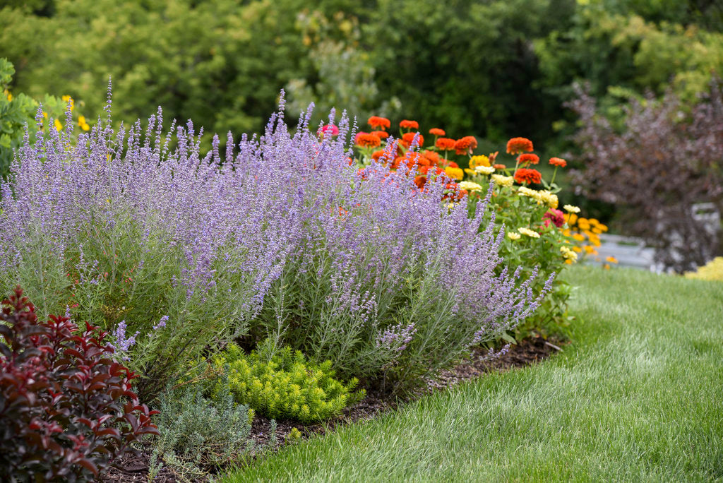 Russian Sage