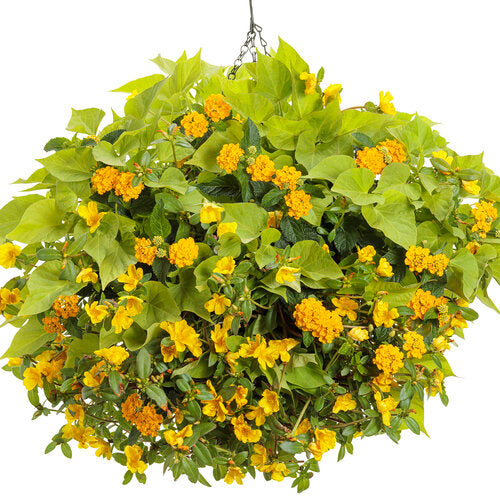 Sweet Caroline Sweetheart Lime Sweet Potato Vine (Proven Winners)