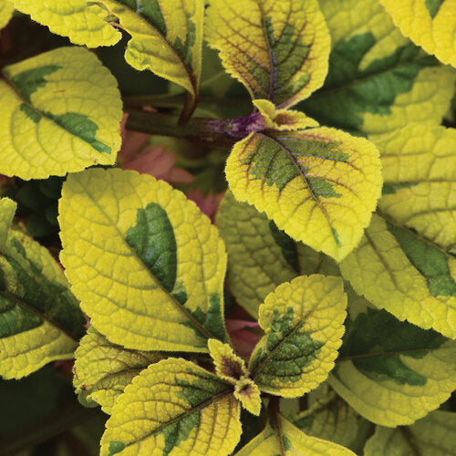 Guacamole Plectranthus (Swedish Ivy)