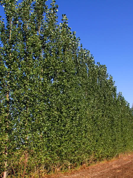 Sundancer Poplar